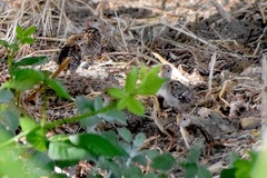 Callipepla californica