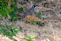Callipepla californica