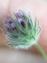 Trifolium albopurpureum