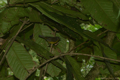 Basileuterus culicivorus