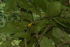 Basileuterus culicivorus