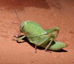 Teratodes brachypterus