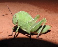 Teratodes brachypterus