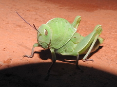 Teratodes brachypterus