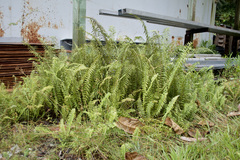 Nephrolepis hirsutula