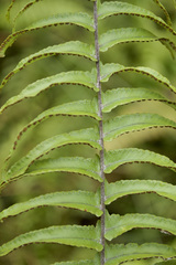 Nephrolepis hirsutula