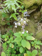 Jovellana sinclairii
