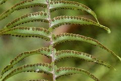 Nephrolepis hirsutula