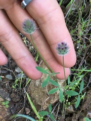 Trifolium albopurpureum