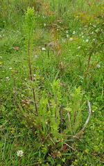 Senecio bathurstianus