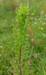 Senecio bathurstianus