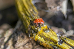 Ambracius dufouri