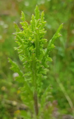 Senecio bathurstianus