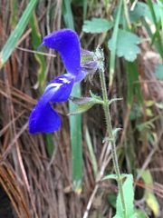 Salvia vitifolia