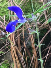 Salvia vitifolia