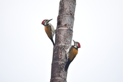 Dinopium benghalense