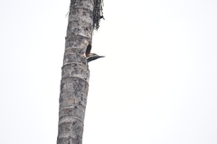 Dinopium benghalense