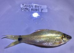 Osteochilus