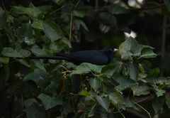 Eudynamys scolopaceus