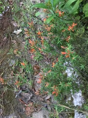 Castilleja integrifolia longibracteata