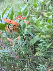 Castilleja integrifolia longibracteata