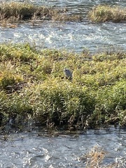 Ardea cinerea