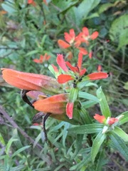Castilleja integrifolia longibracteata