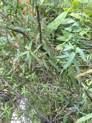 Castilleja integrifolia longibracteata