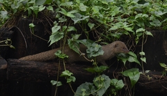 Urva auropunctata