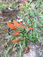 Castilleja integrifolia longibracteata