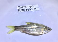 Desmopuntius gemellus