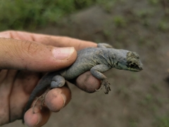 Tropidurus oreadicus
