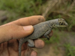 Tropidurus oreadicus