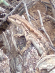 Liolaemus chacoensis