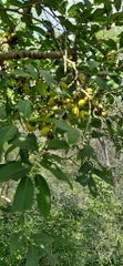 Diospyros montana