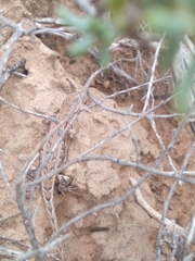 Liolaemus chacoensis