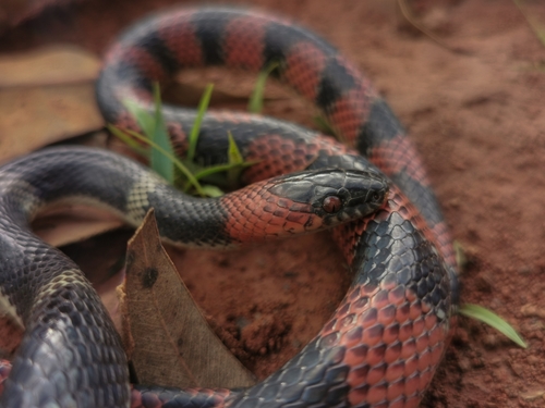 Amazon False Coral Snake