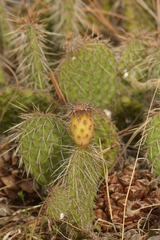 Opuntia polyacantha polyacantha