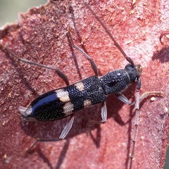 Coleocoptus senio