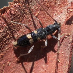 Coleocoptus senio