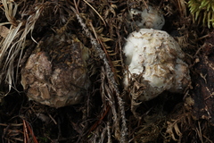 Phallomycetidae