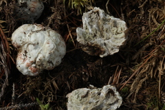 Phallomycetidae