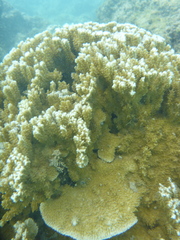 Montipora capitata