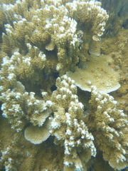 Montipora capitata