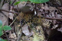 Protohydnum sclerodontium