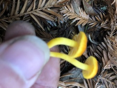 Hygrocybe marchii