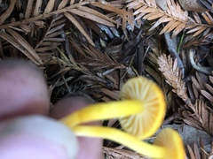 Hygrocybe marchii