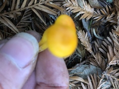 Hygrocybe marchii