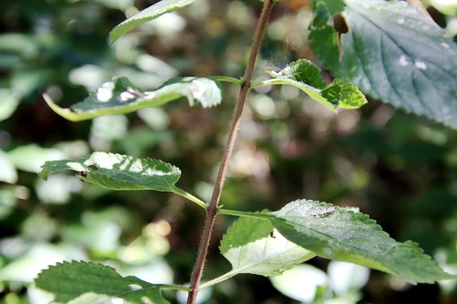 Lantana strigocamara