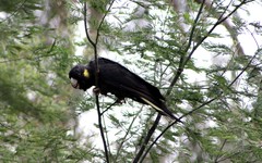 Zanda funerea funerea